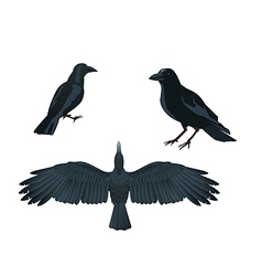 Raven Royalty Free Vector Image - VectorStock