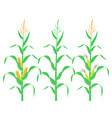 corn stalk vector image