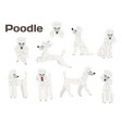 poodledog in actionhappy dog vector image