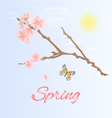 spring twig of cherry and butterfly vector image