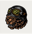 colorful vintage angry biker grizzly head vector image