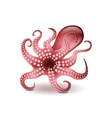 octopus isolated on white vector image