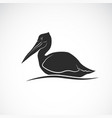 spot-billed pelican bird pelecanus philippensis vector image