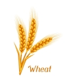 bunch of wheat barley or rye ears agricultural vector image