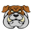 bulldog mascot face vector image vector image