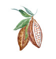 watercolor cacao fruits vector image vector image