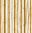 bamboo forest background vector image