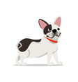 cute french bulldog flat vector image