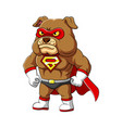 super bulldog with serious and angry face vector image