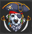 funny dalmatian dog in pirate hat with two swords vector image vector image