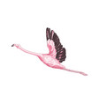 flying flamingo exotic bird vector image