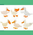 cartoon funny ducks farm animal characters set vector image