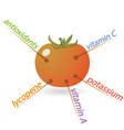 tomato content properties and benefits vector image