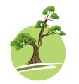 bonsai tree vector image vector image