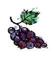ink drawing grape vector image vector image