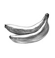 hand drawn sketch of banana in black isolated vector image vector image