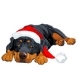 christmas rottweiler vector image