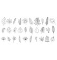 tropical leaves line art monstera leaf outline vector image