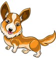 corgi vector image vector image