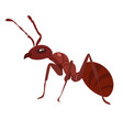 fire ant vector image