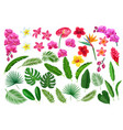 tropical leaves and flowers vector image vector image