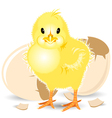newborn chick vector image