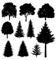 forest coniferous and deciduous fir trees vector image