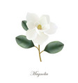 magnolia flower realistic vector image