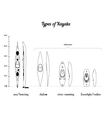 set of different kayak types in comparison vector image