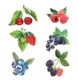 watercolor berry set vector image