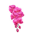 orchid summer tropical flower vector image