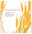 ears of wheat on white vector image