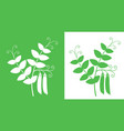 pea vector image vector image