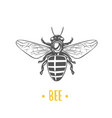 bee vector image