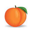 peach vector image vector image