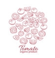 hand drawn tomato icons set vector image