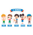 five senses concept with human organs vector image