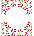 rose hip vector image