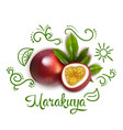 green doodles around passion fruit vector image vector image