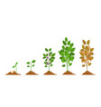 farm soy plant with bean pod growth stages vector image