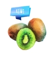 kiwi hand drawn watercolor on a white background vector image