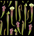 sarracenia genus of carnivorous plants pattern vector image vector image
