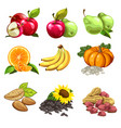 fruits vegetables nuts sunflowers seeds vector image